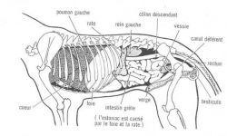 Anatomie