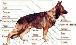 Anatomie (1).png